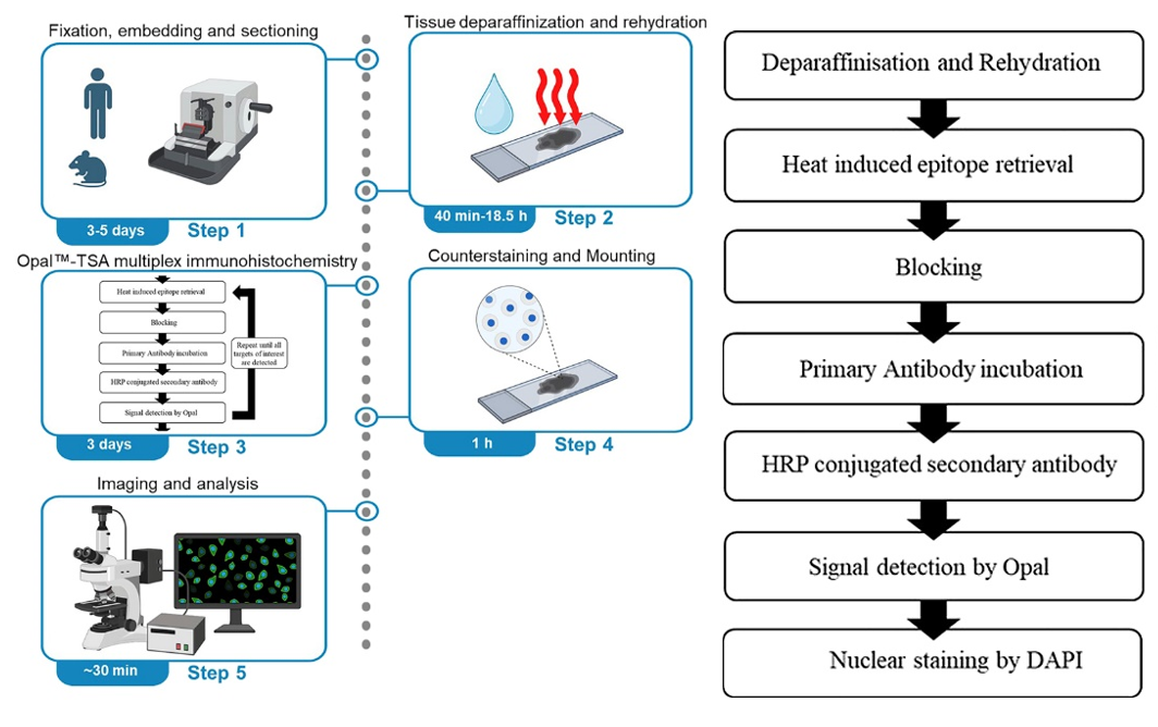 mIHC-TSA Experiment: Key Technical Points and Typical Q&A