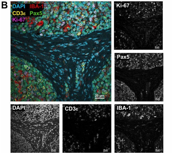 Literature Sharing: Multiplex Immunofluorescence Combined with In situ Hybridization for Analysis of Animal Tissue Immunopathology