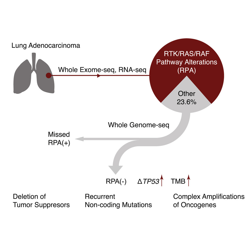 Lung Cancer RTK