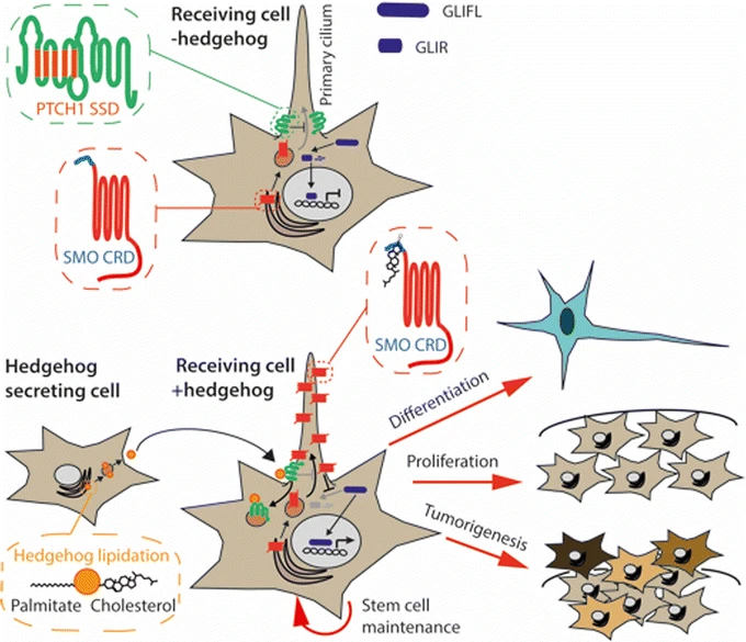 Hedgehog Signaling