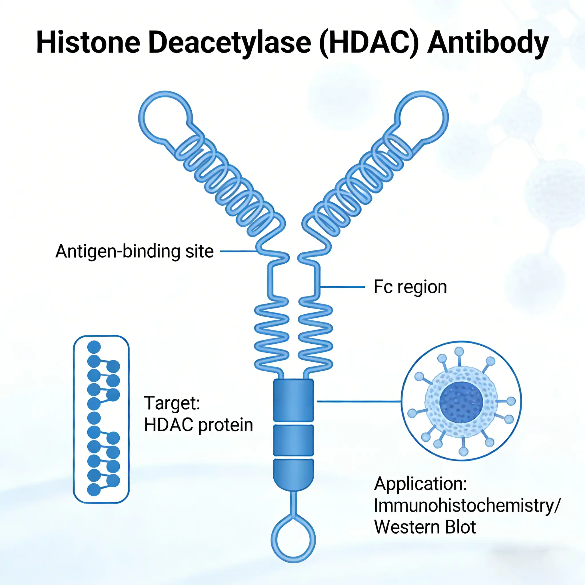 Histone Deacetylase (HDAC) Antibody