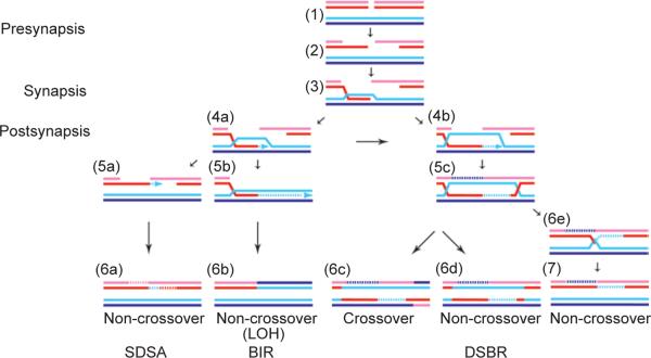 Homologous Recombination (HR) DNA Repair 