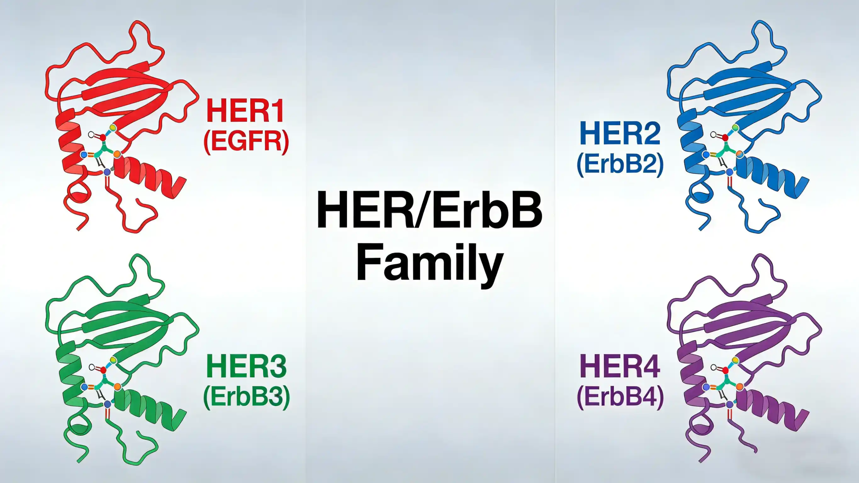 HER/ErbB Family