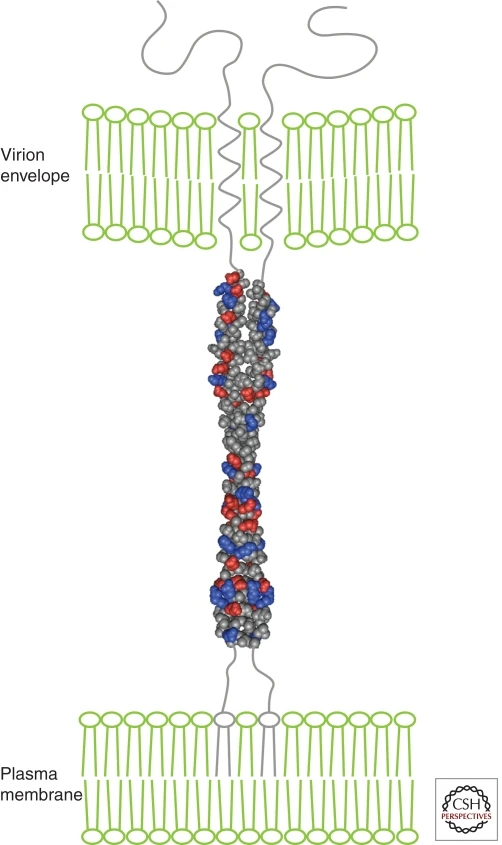 Host Cell Viral Restriction Factor Antibody