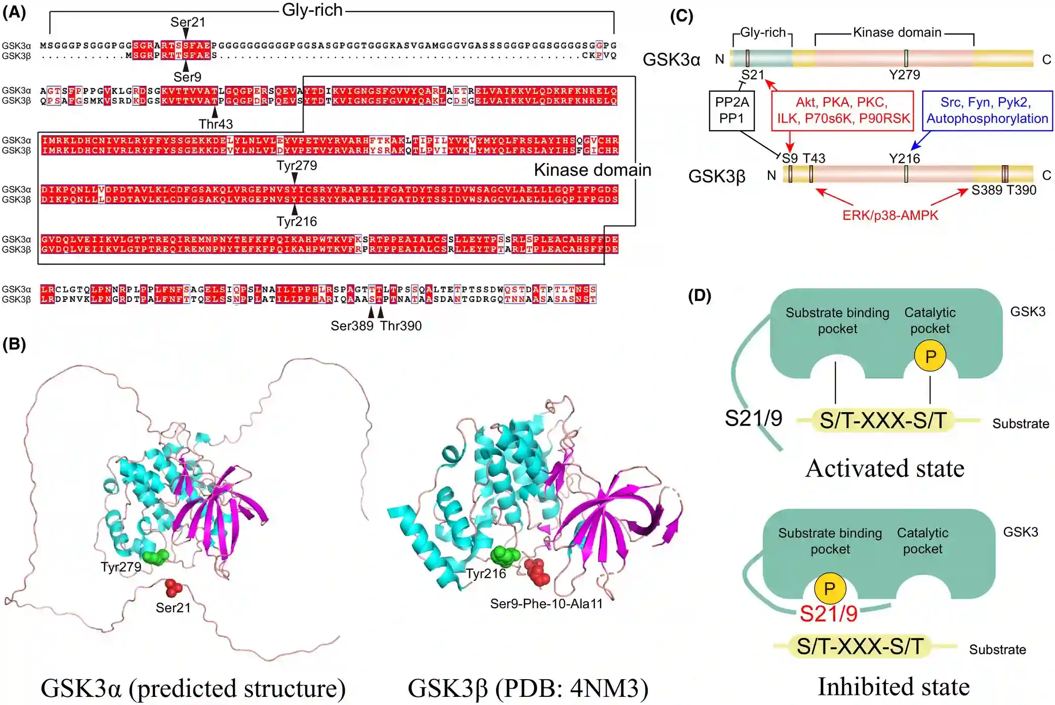 Glycogen synthase kinase-3 (GSK-3)