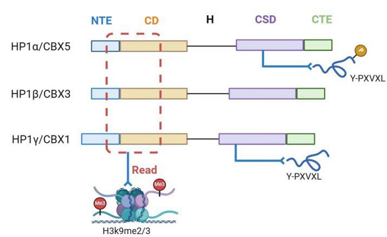 HP1 Family Antibody