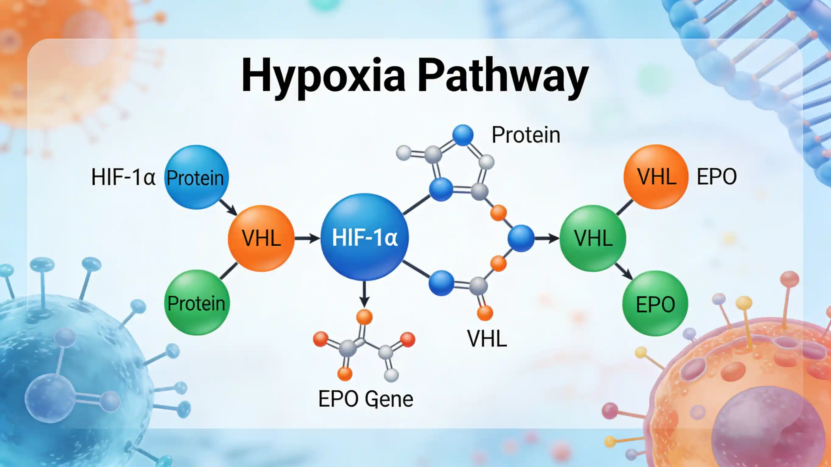 Hypoxia Pathway