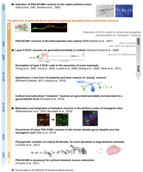 Immature Neuron Marker
