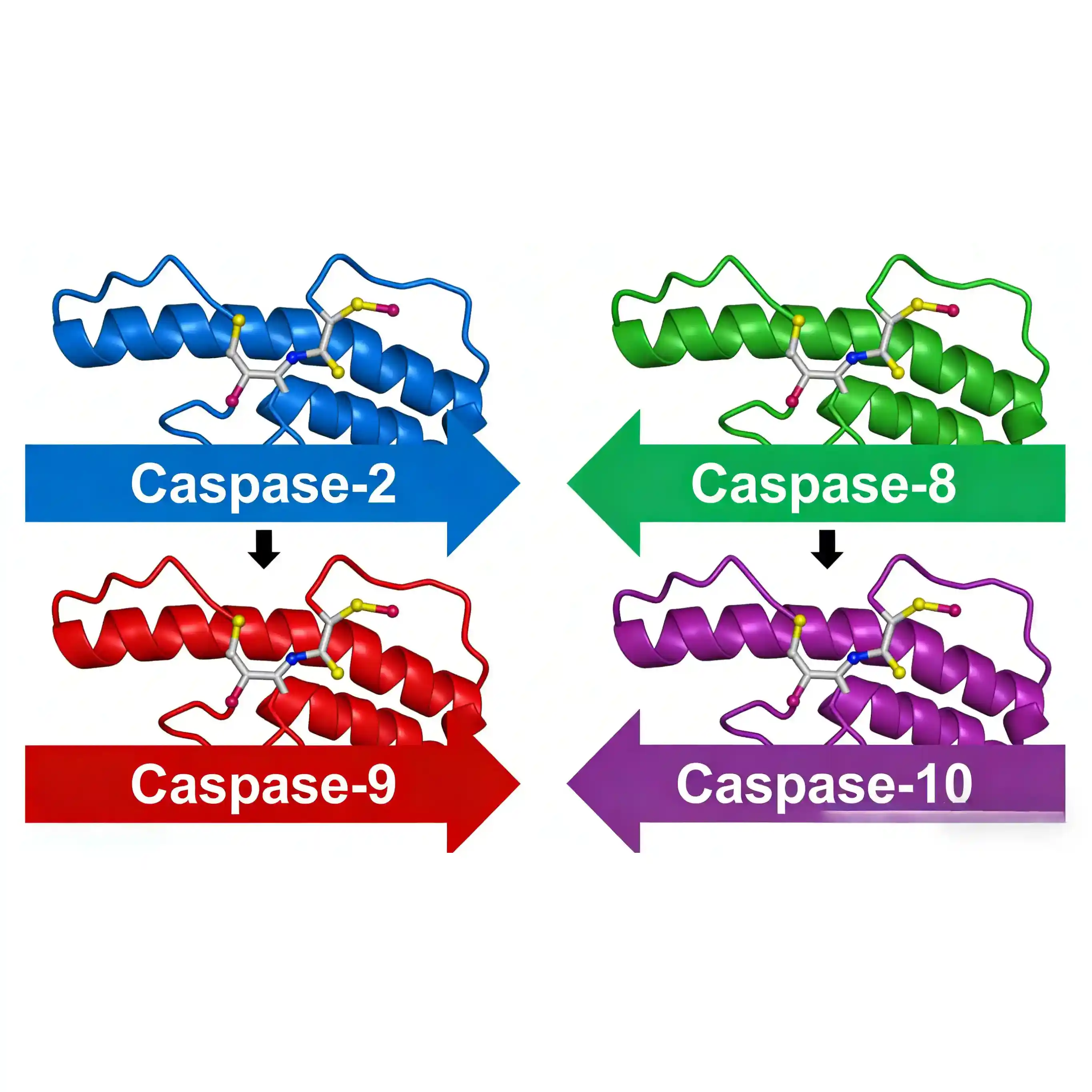 Initiator Caspases Antibody