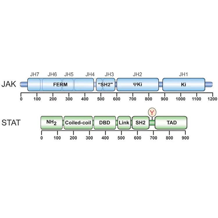 Jak Isoform Antibody