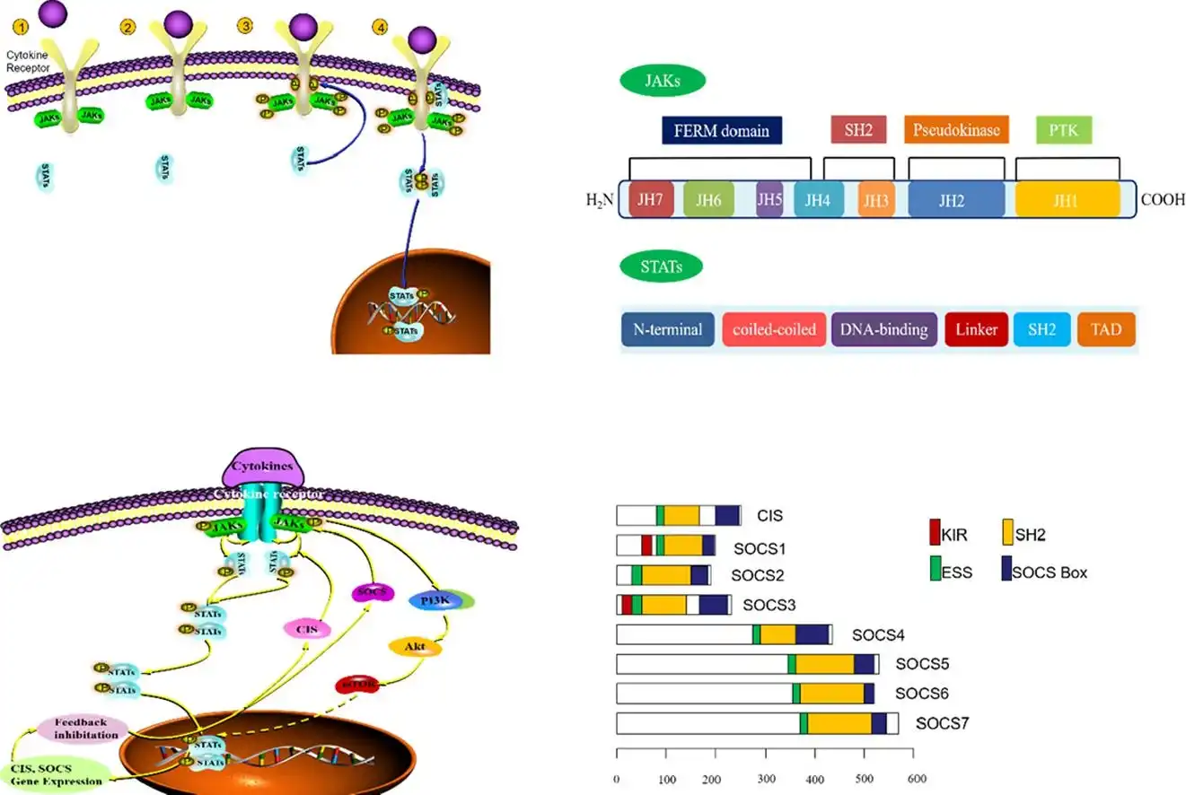 Jak/Stat Pathway Inhibitors Antibody