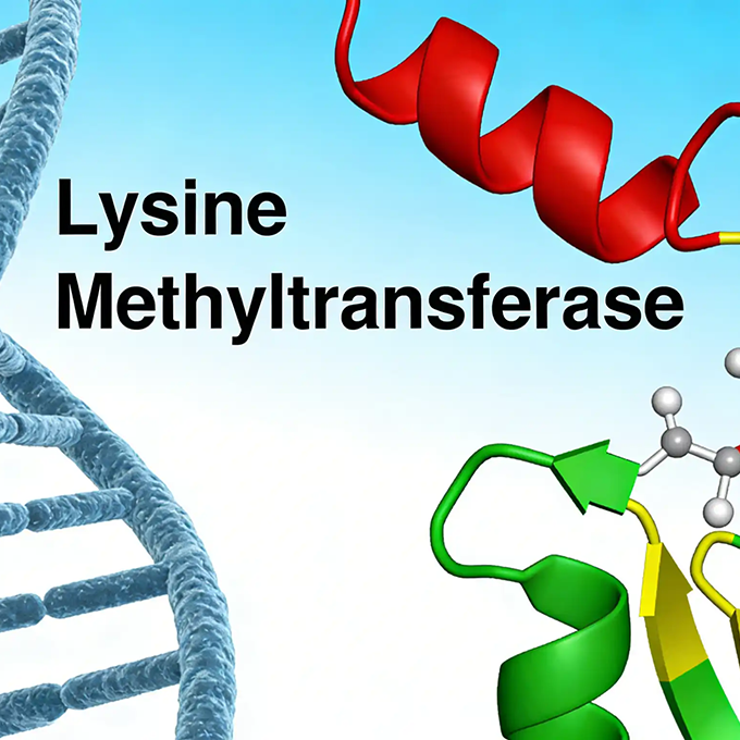 Lysine Methyltransferase