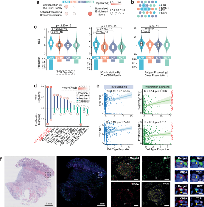 Fig. 2: Priming of naive CD8 T cells in LAR.