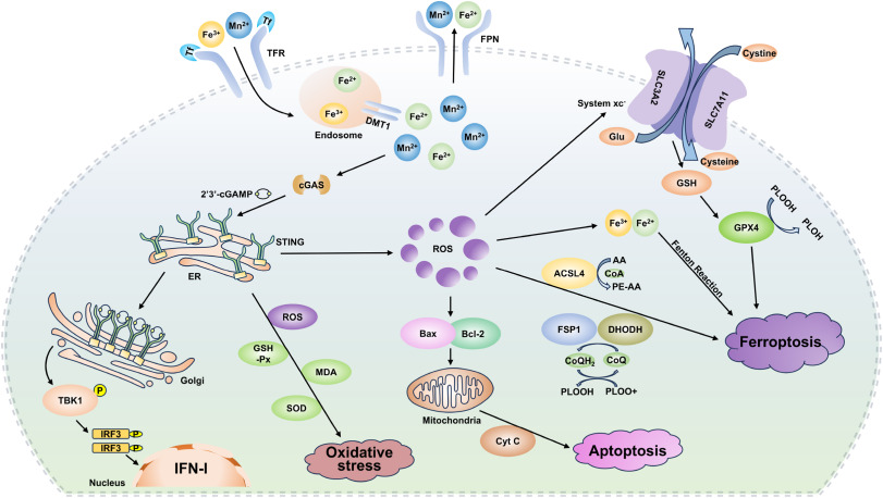 Literature Sharing: Manganese Exposure Regulates Apoptosis and Ferroptosis through cGAS-STING/ROS Pathway