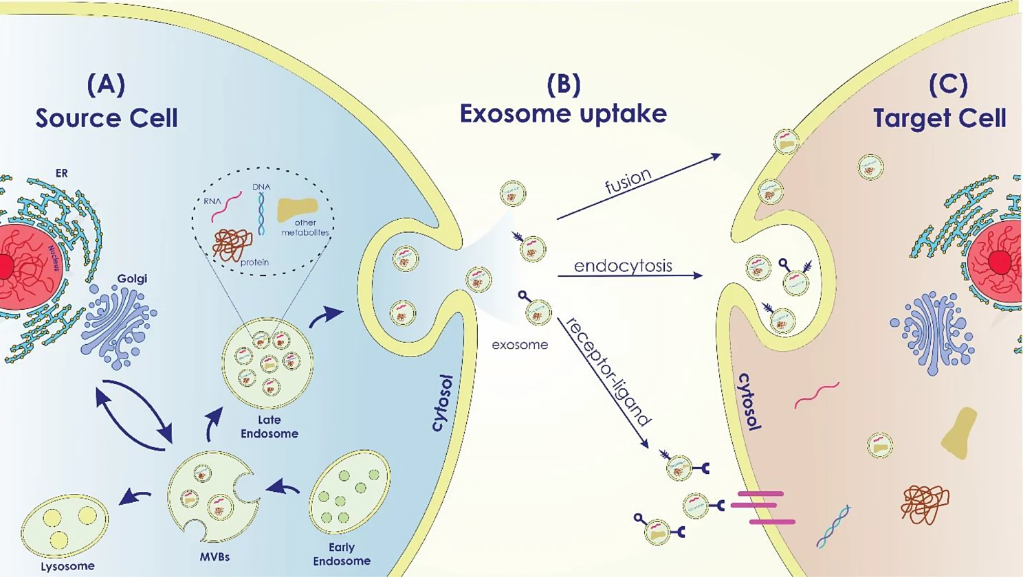 Human Reactive Exosome Marker Antibody