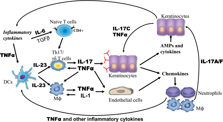 Human Reactive Inflammatory Cytokine Antibody