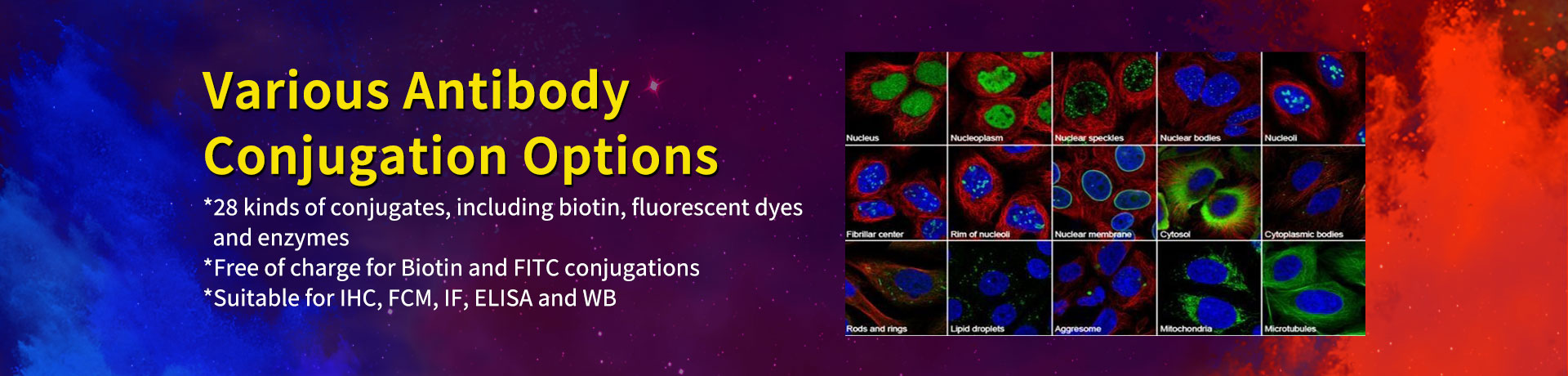 antibody conjugation