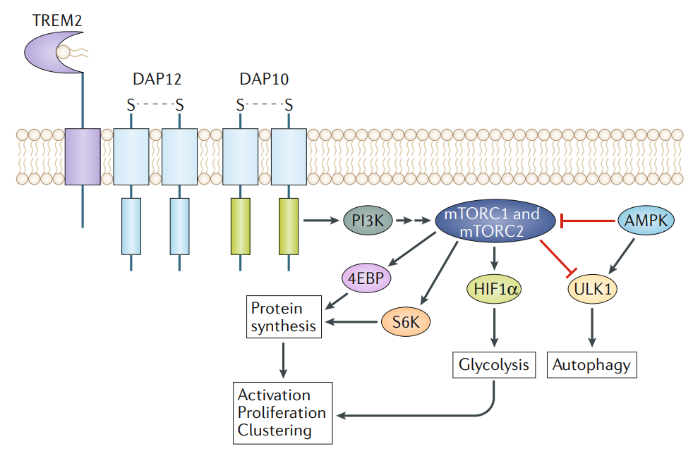 Human TREM2 Activity Antibody