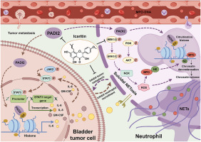 Novel Use of Icaritin: Inhibiting Neutrophil Extracellular Traps to Target Urothelial Cancer