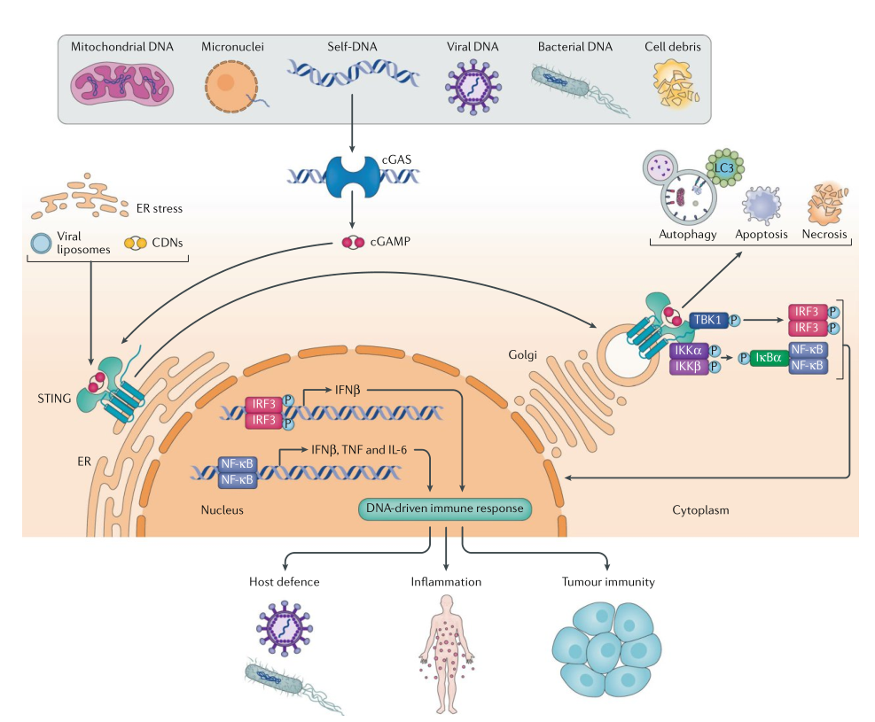Human-Reactive STING Pathway Antibody