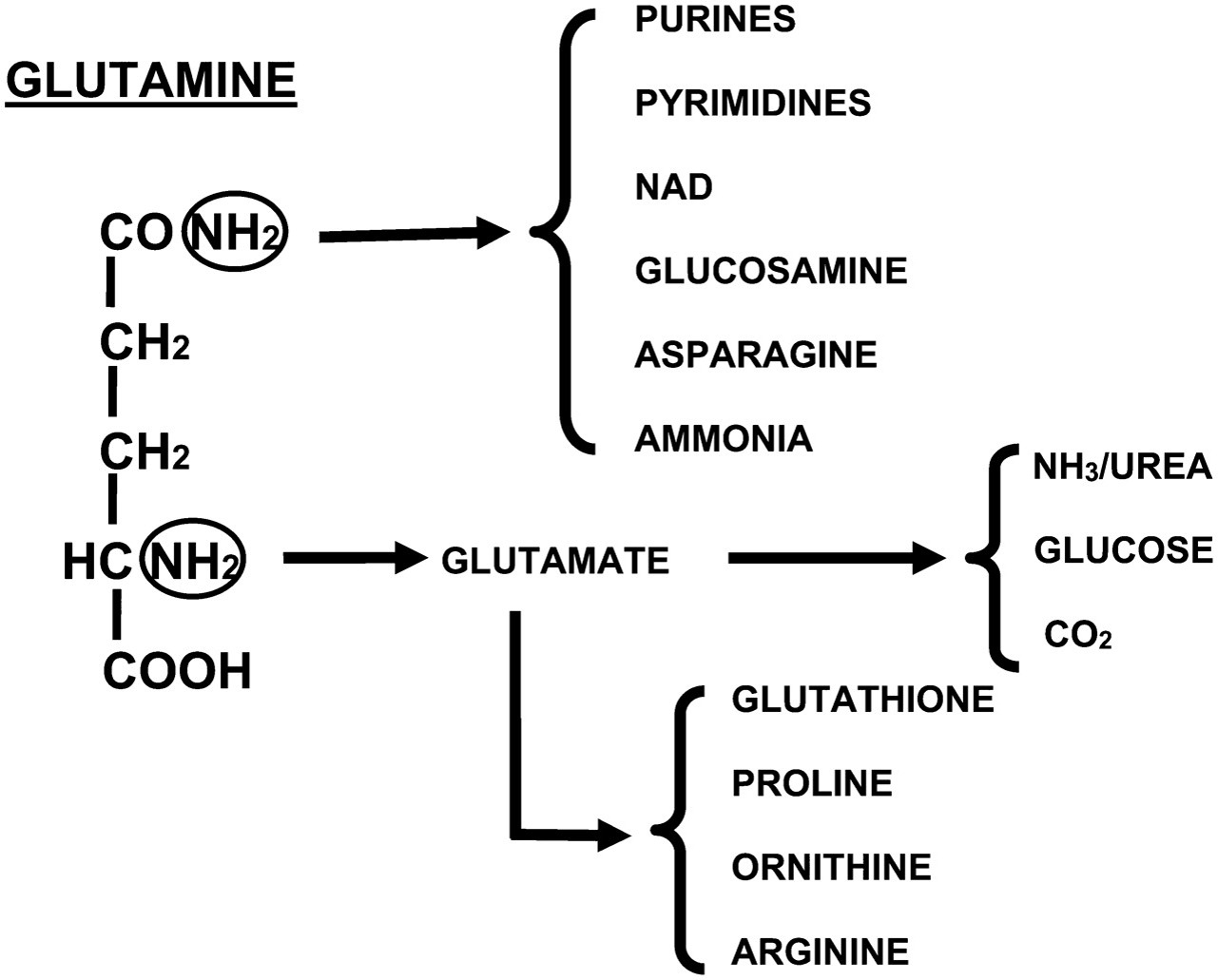 Glutamine Metabolism