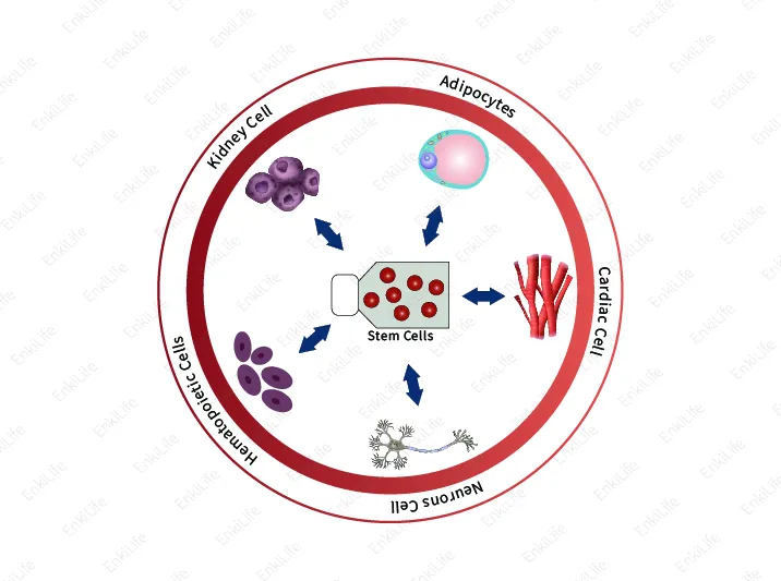 Stem Cell Markers