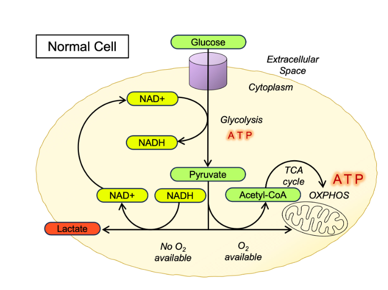 Glycolysis