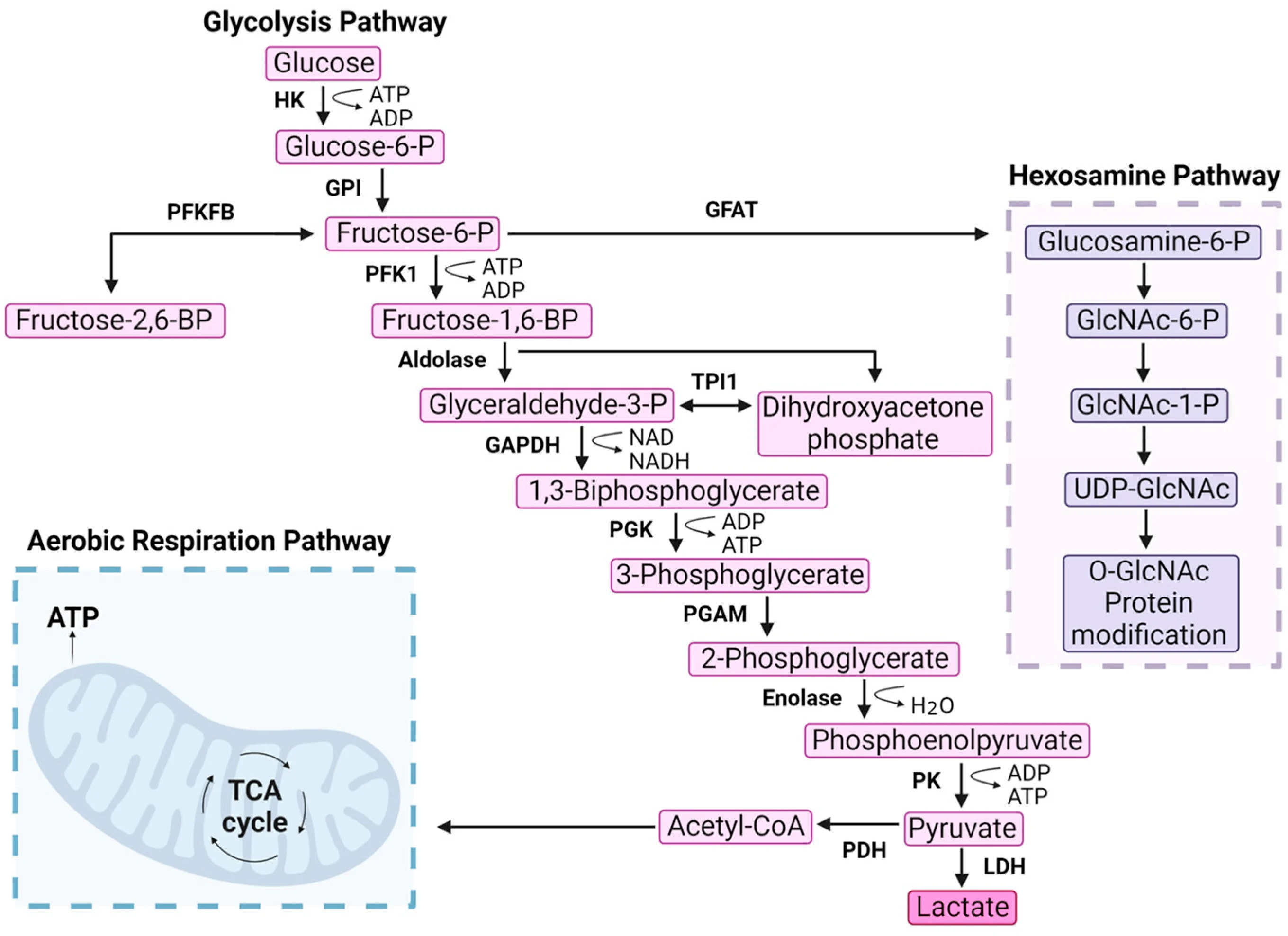 GlycolysisⅡ