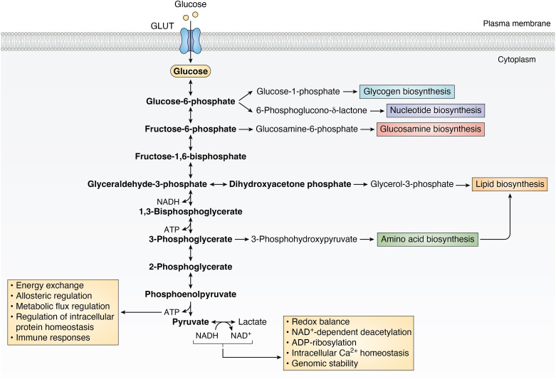 Glycolysis/TCA Cycle Molecular Checkpoint