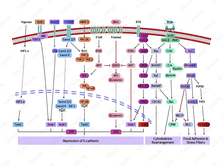 Epithelial-Mesenchymal Transition (EMT) 