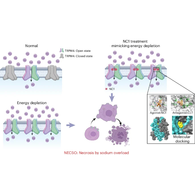 Persistent Activation of TRPM4 Triggers Necrotic Cell Death Characterized by Sodium Overload