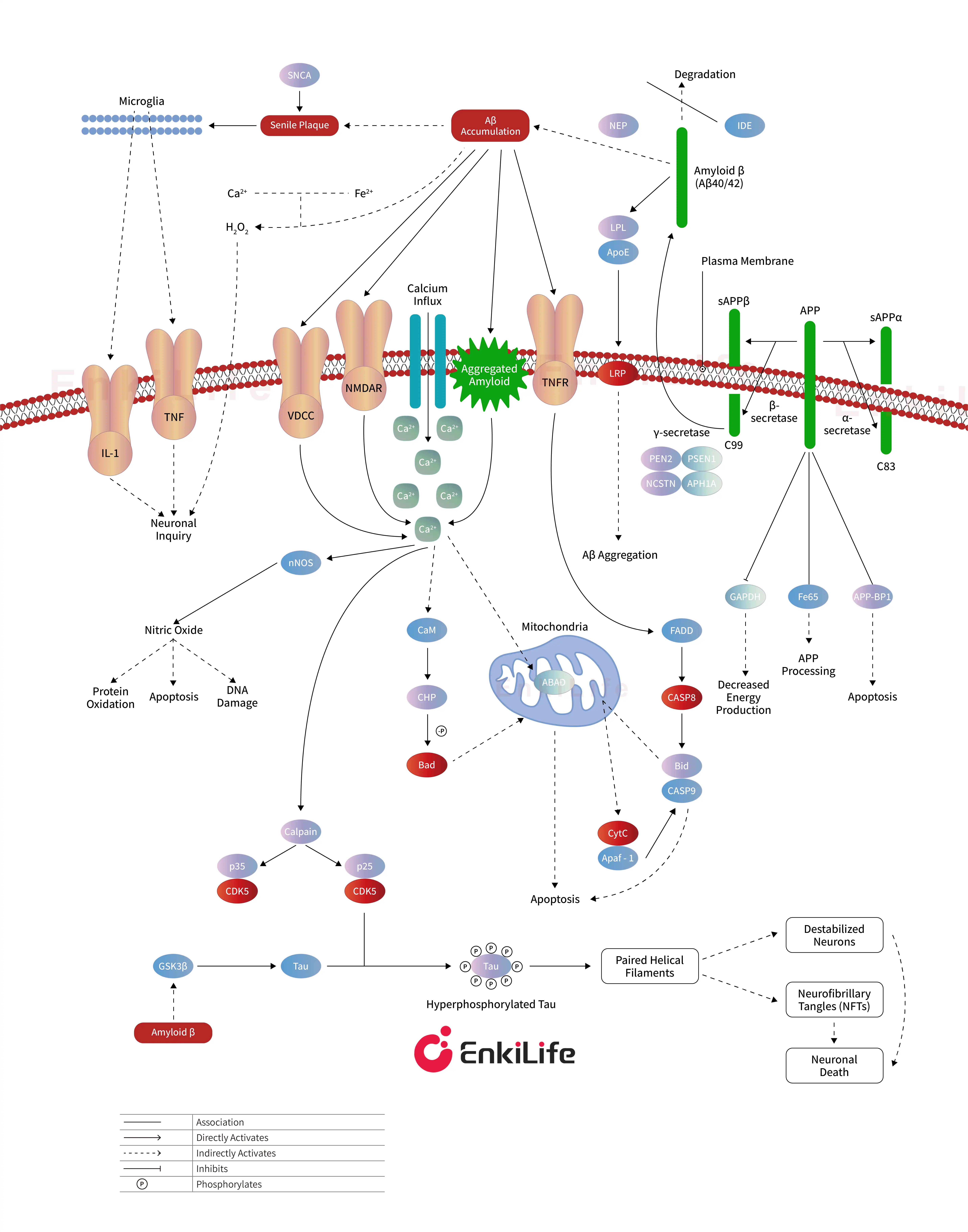 Late-Onset Alzheimer's Disease