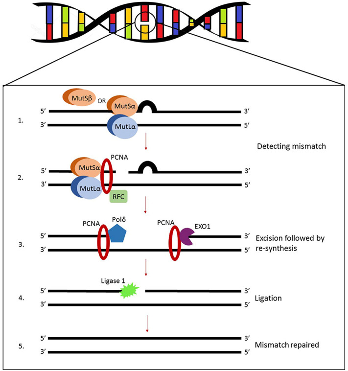 Mismatch DNA Repair (MMR)