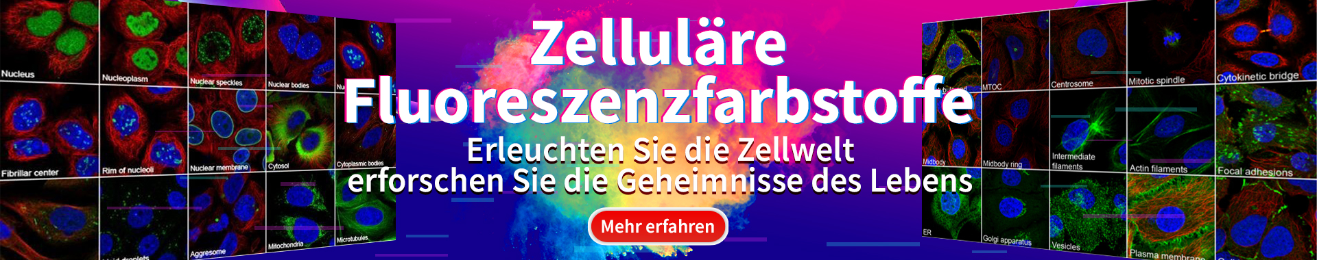 Cell Fluorescent Dye