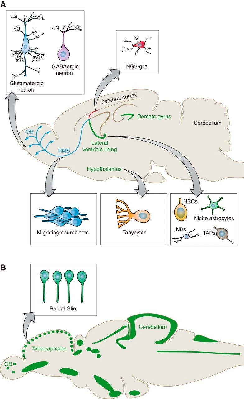 Glial Progenitor Cell Markers