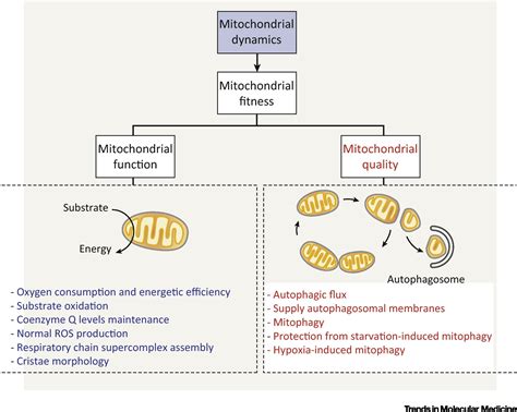 Mitochondrial Dynamics