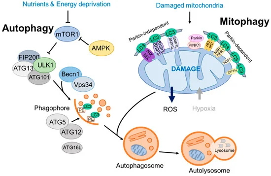Mitophagy Antibody