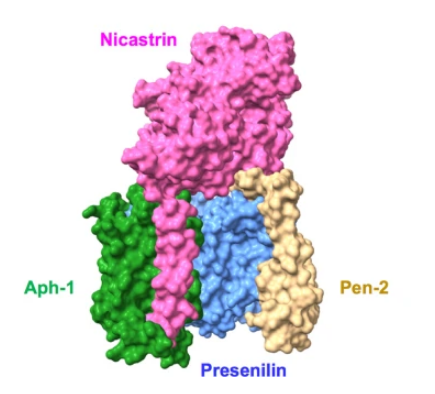 γ Secretase Antibody 
