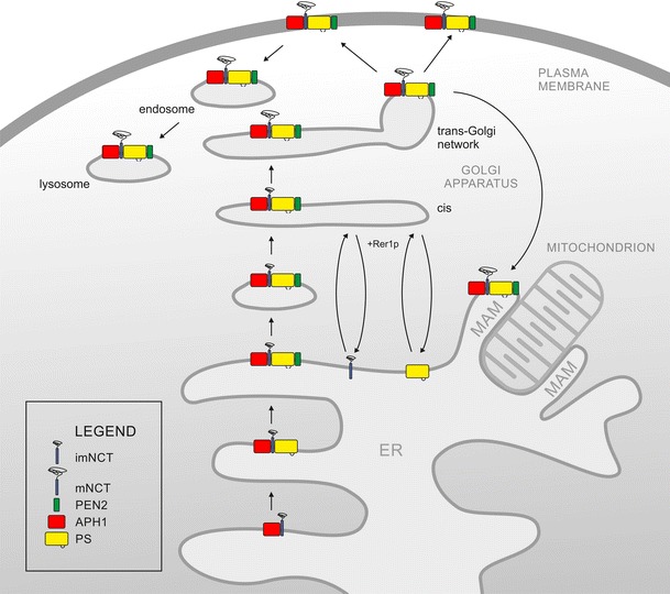 The four γ-secretase components are synthesized in the endoplasmic reticulum (ER), where the complex is gradually assembled