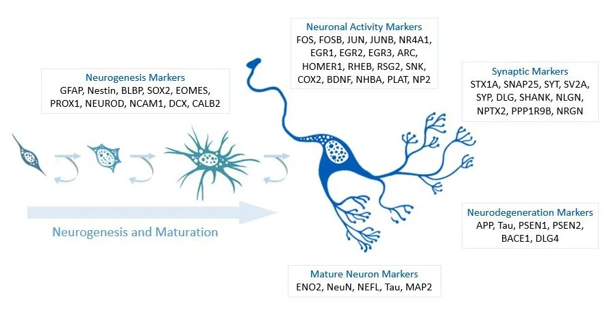 Neuronal Markers