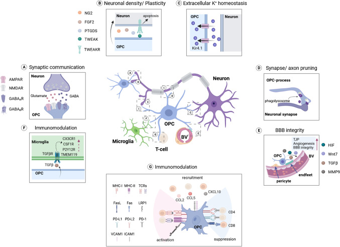 Oligodendrocyte Precursor Cell and Oligodendrocyte Markers