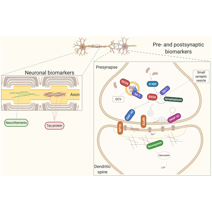 Pre-synaptic and Post-synaptic Markers