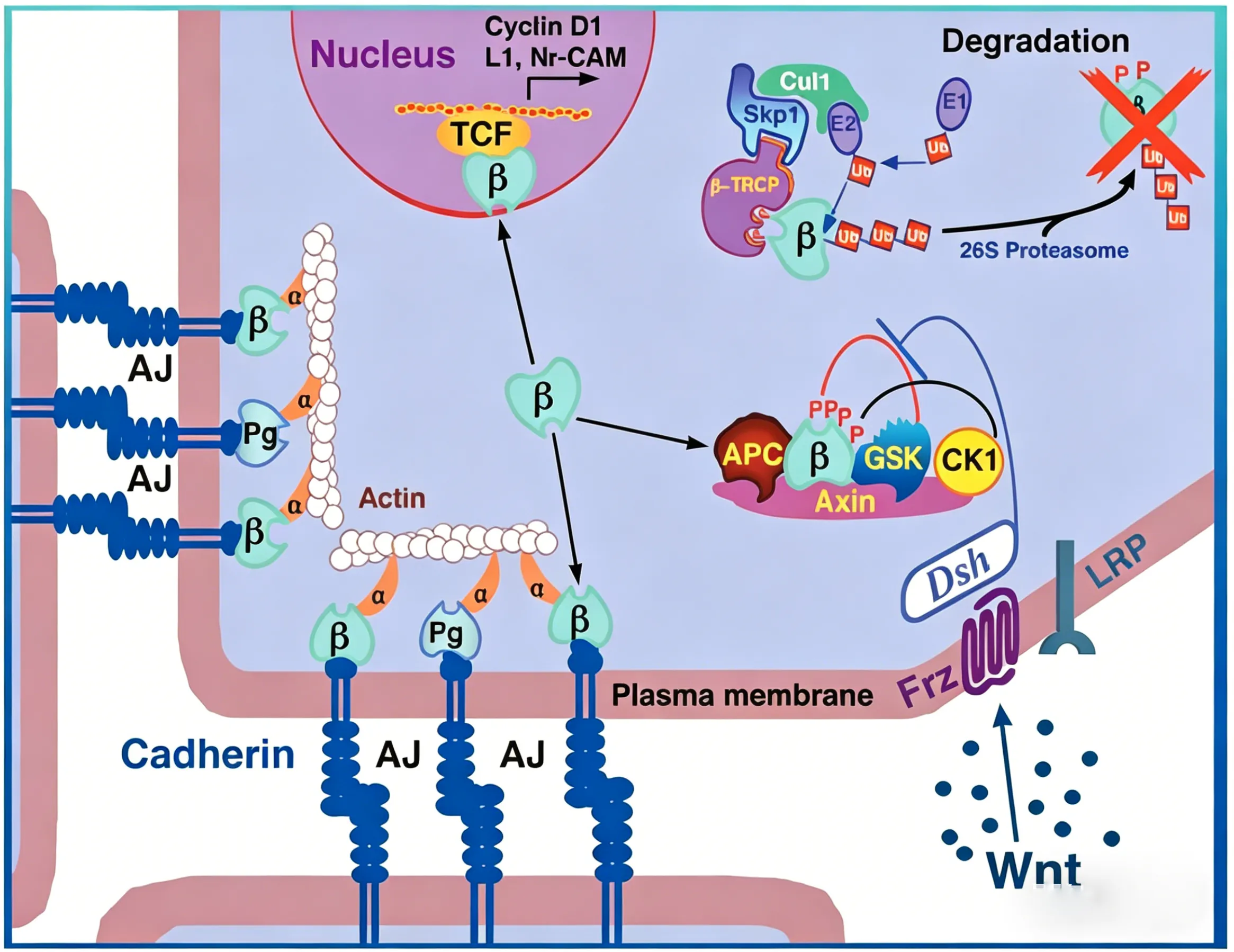 The dual role of b-catenin in Wnt signaling and in cell–cell adhesion