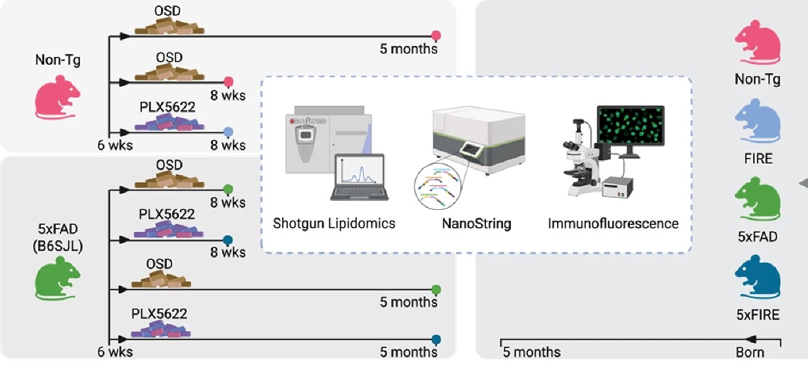 Literature Sharing: Microglia-specific Regulation of Lipid Metabolism in Alzheimer's Disease