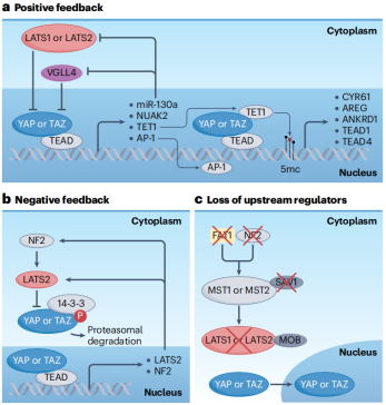 Common modes of YAP and TAZ regulation