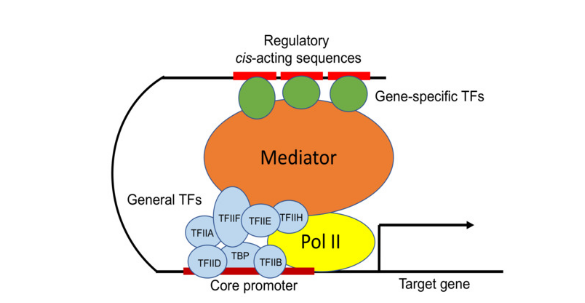 Mediator Complex