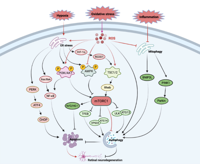 mTOR Pathway