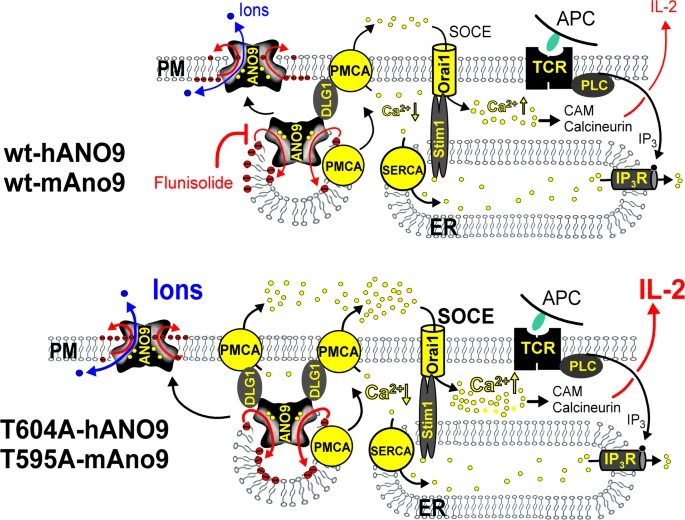 The Master Switch of T Cell Activation: A Novel Immune Regulatory Mechanism of ANO9
