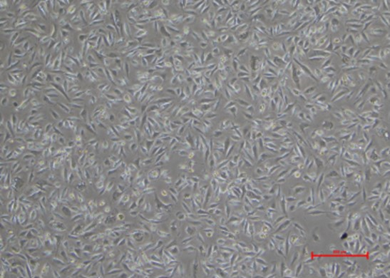 Common Questions about Cell Culture（FAQ）