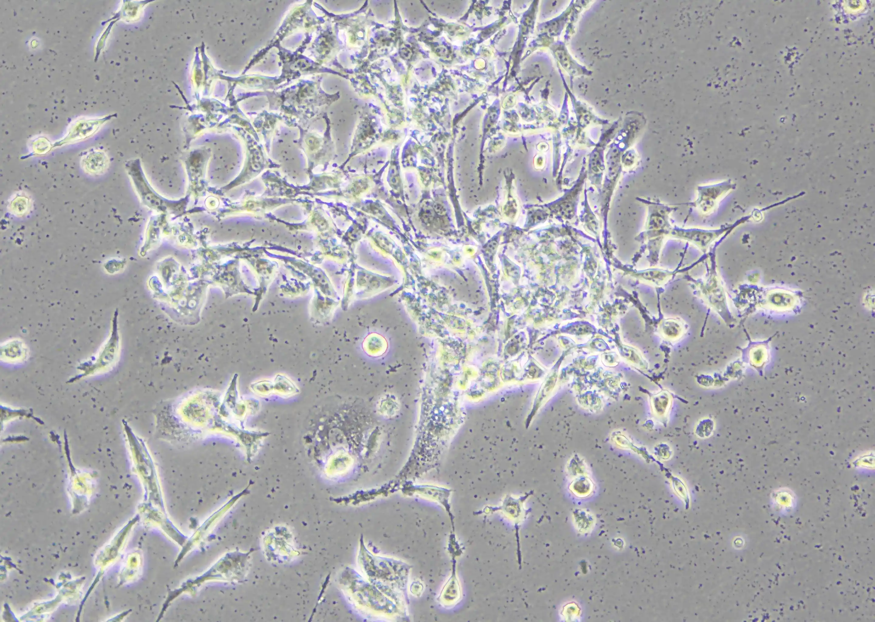 Frequently Asked Questions about Cell Contamination（FAQ）